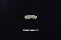 藏品(陶把)的圖片